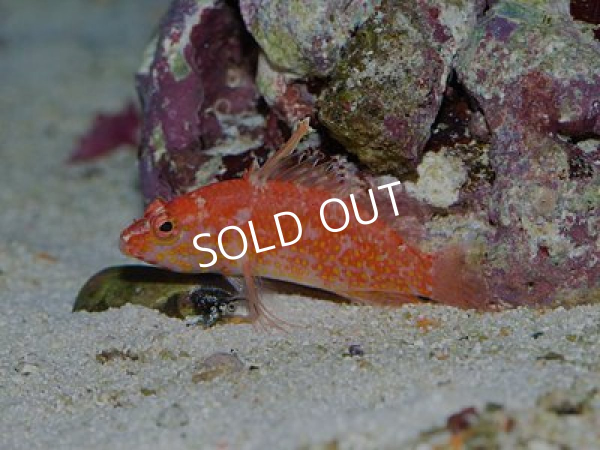 画像2: チゴハナダイ (2)