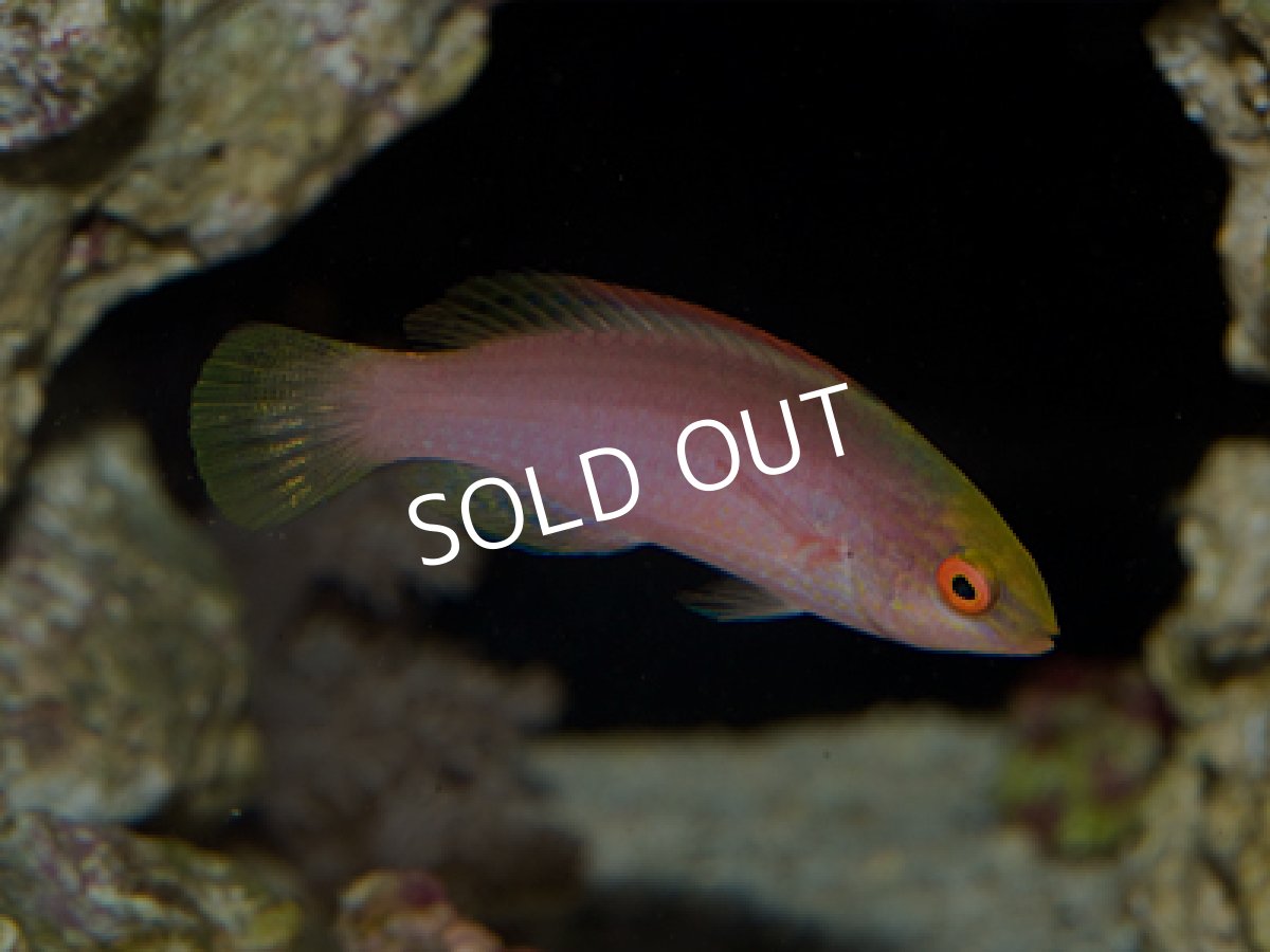 画像2: バヌアツ産 ベニヒレイトヒキベラ ペア (2)