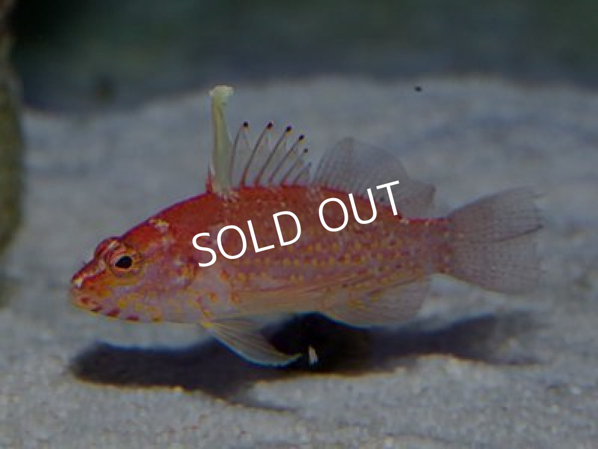 画像3: チゴハナダイ (3)