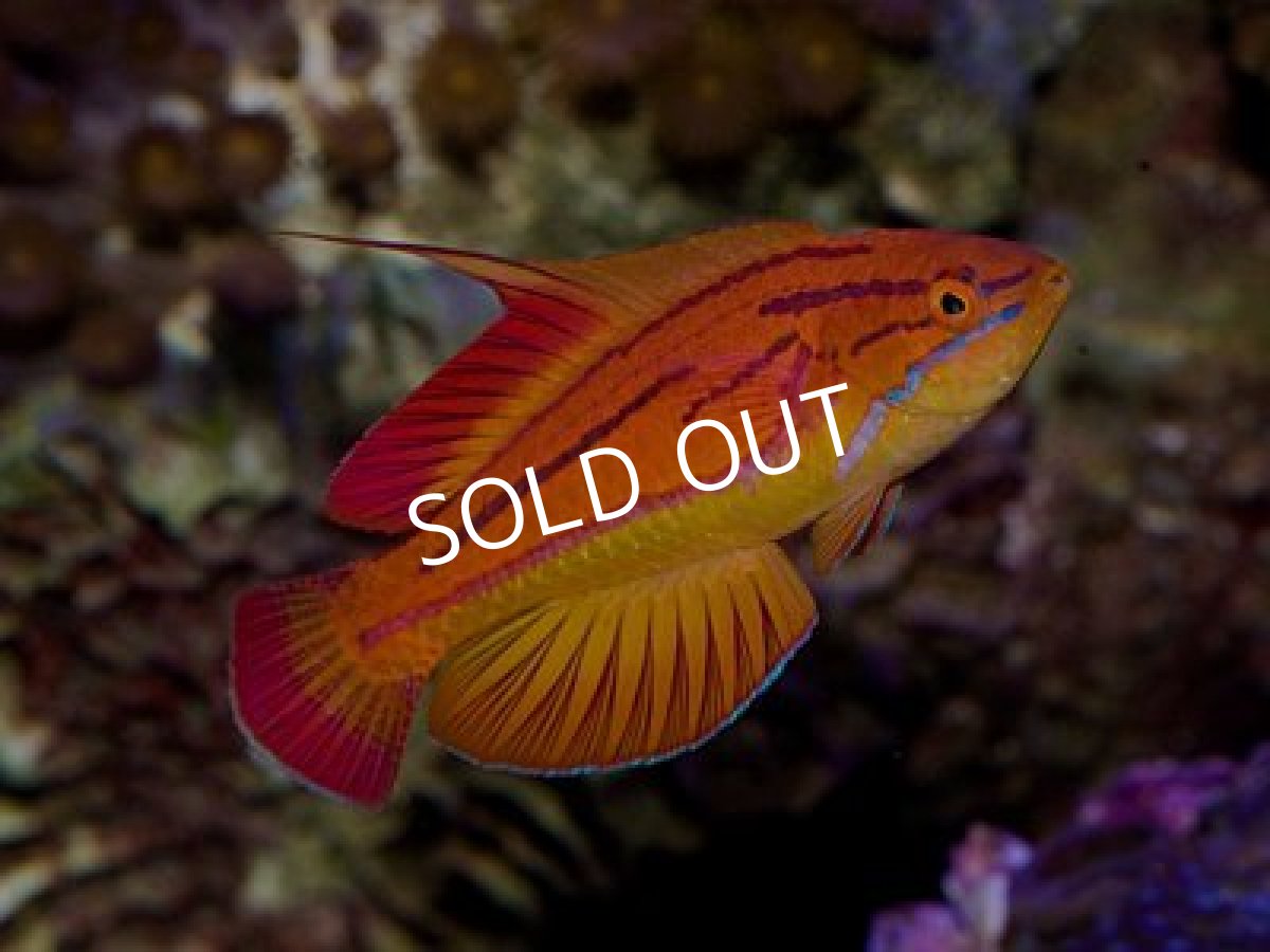 画像2: レッドフィンフラッシャーラス ペア (2)