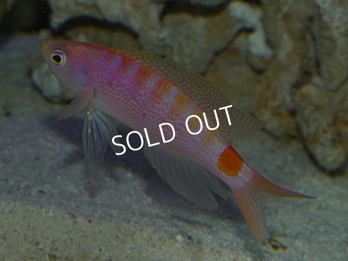 画像3: ニューカレドニアサンライズアンティアス　ペア (3)