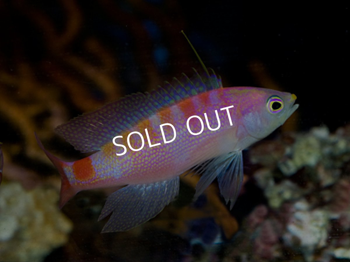 画像2: ニューカレドニアサンライズアンティアス　ペア (2)