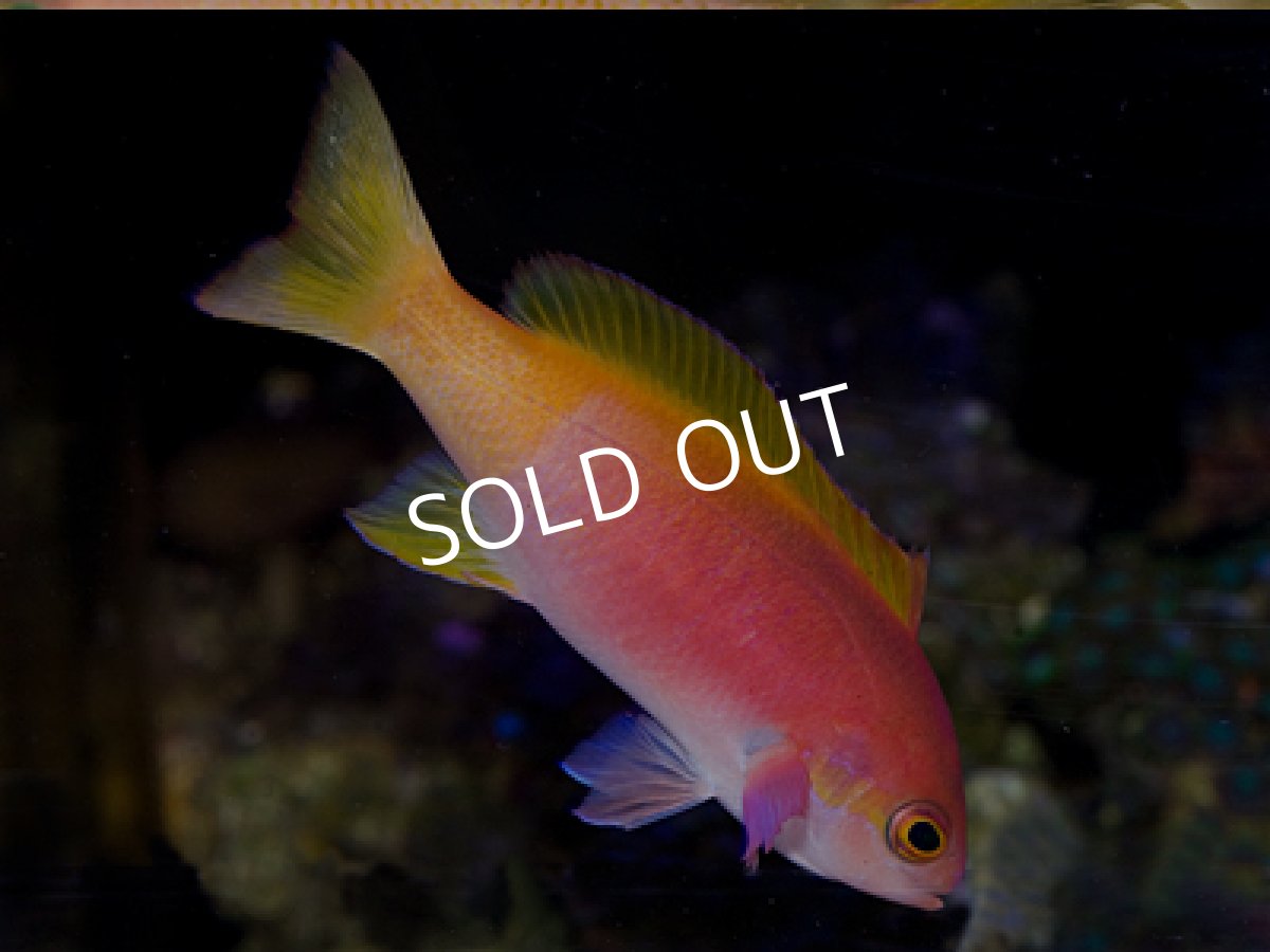 画像2: ペインデットアンティアス ペア (2)