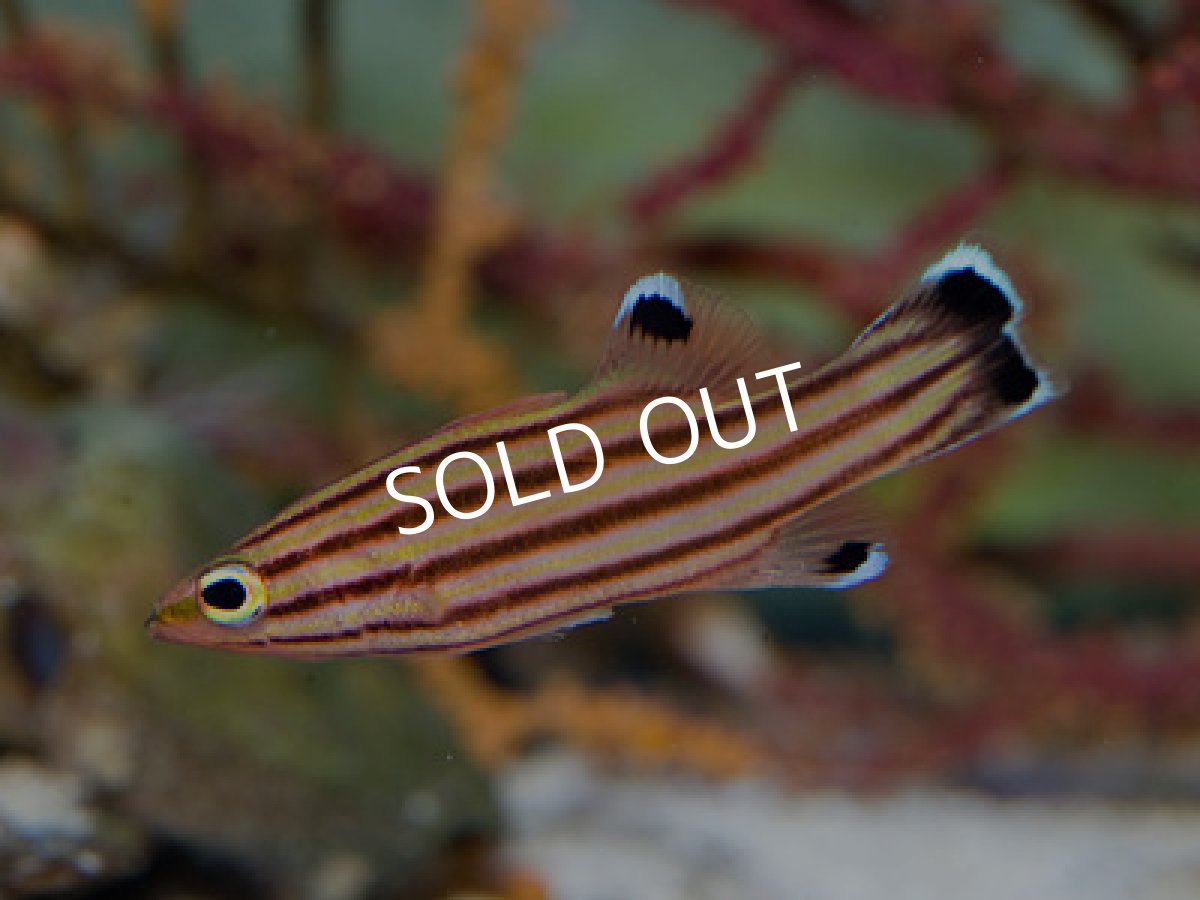 画像3: スイスガードバスレット (3)