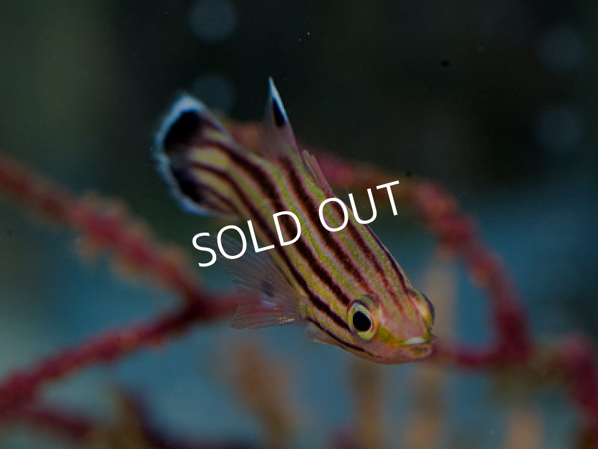 画像4: スイスガードバスレット (4)