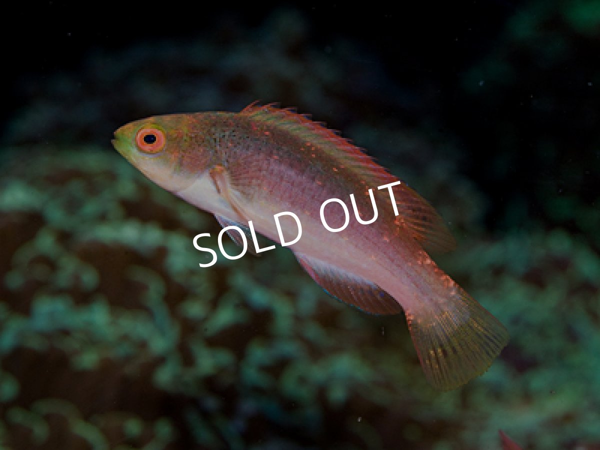 画像2: スコットラス フィジー産 ペア (2)