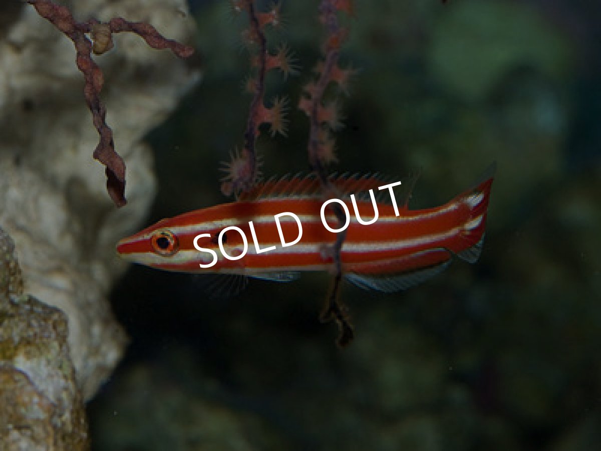 画像3: レッドストライプホグフィッシュ (3)