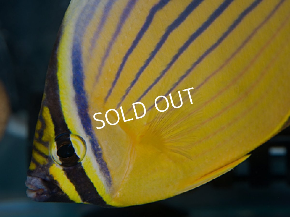 画像2: エクスクイジットバタフライ (2)