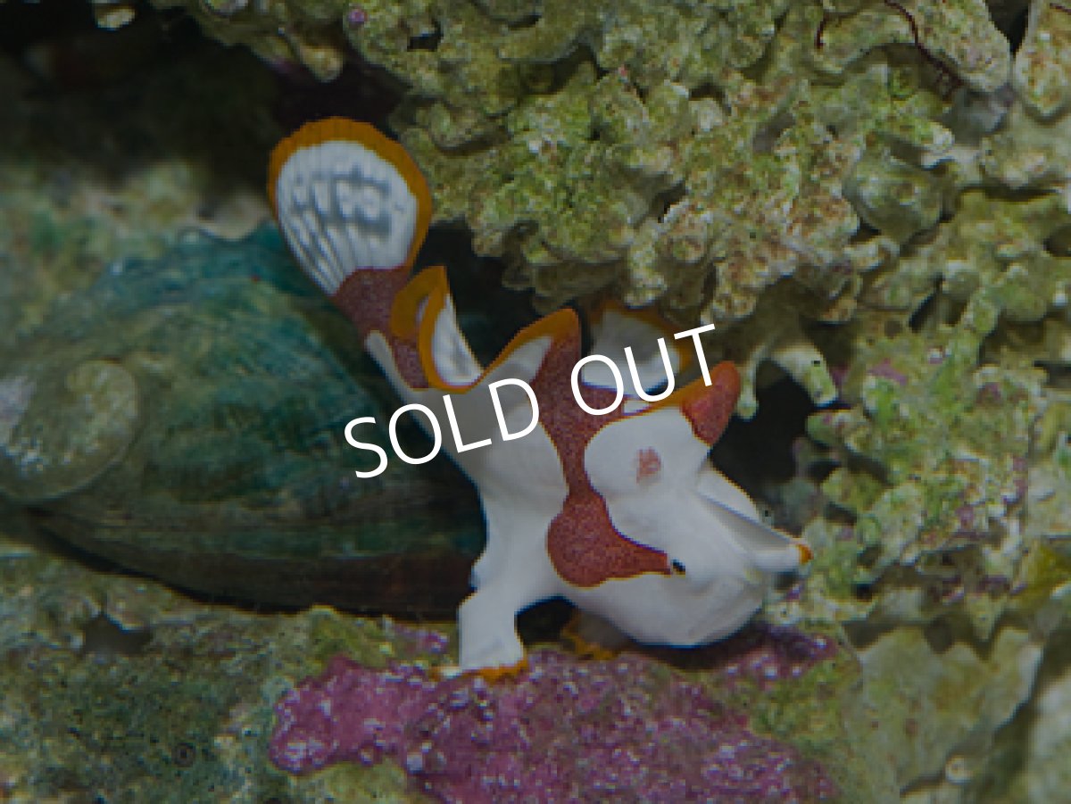 画像2: クマドリカエルアンコウ ホワイト (2)