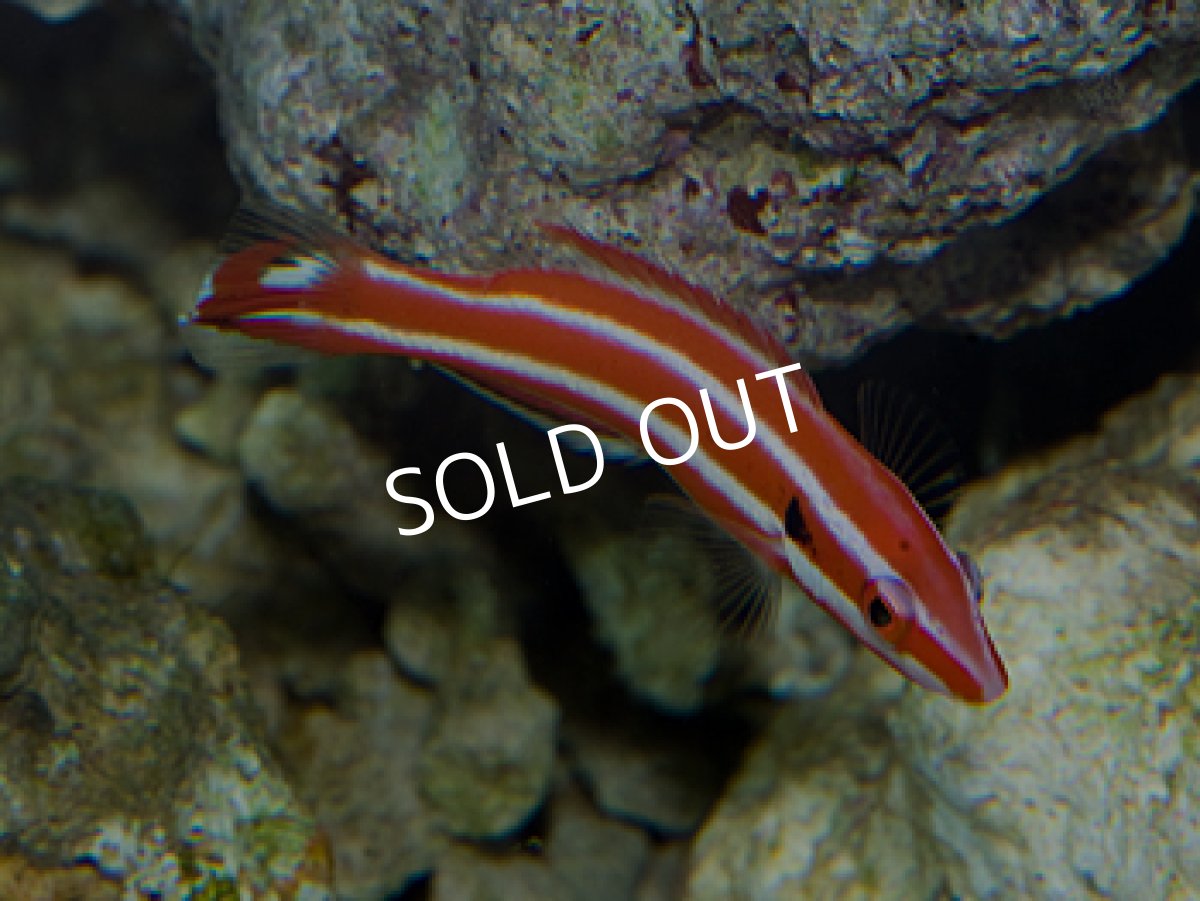 画像2: レッドストライプホグフィッシュ (2)