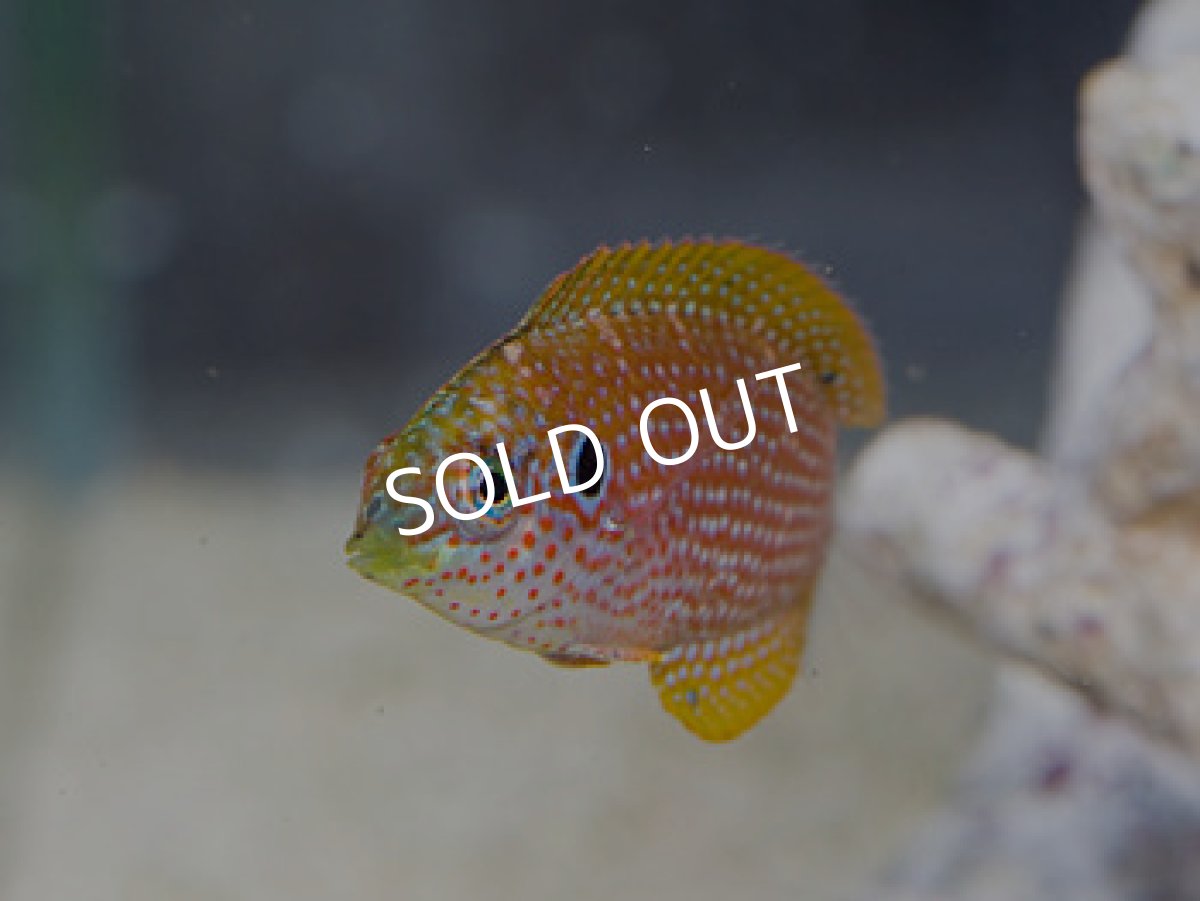 画像2: イヤースポットレオパードラス (2)