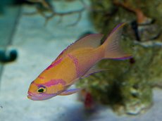 画像1: シロオビハナダイcf（Pseudanthias mica） (1)