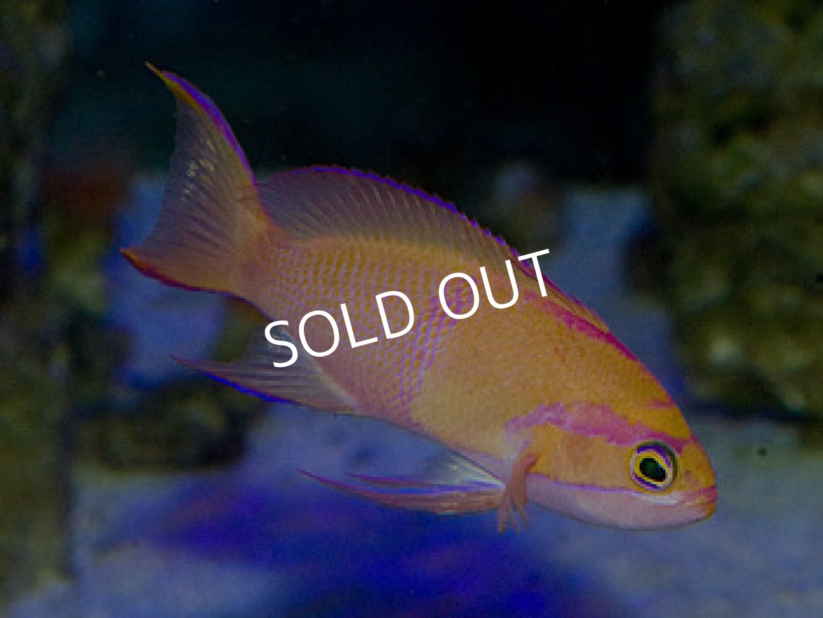 画像3: シロオビハナダイcf(Pseudanthias mica) (3)