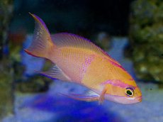 画像3: シロオビハナダイcf（Pseudanthias mica） (3)