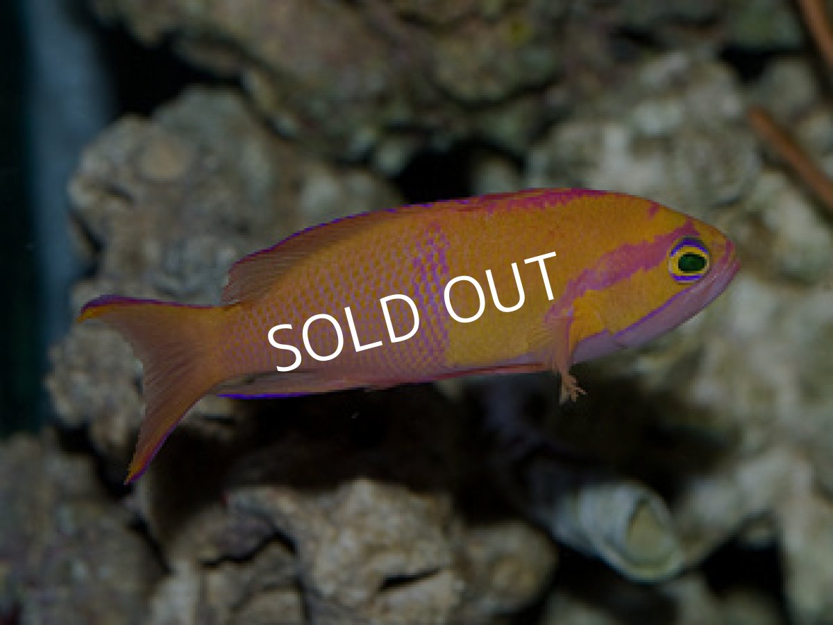 画像2: シロオビハナダイcf(Pseudanthias mica) (2)