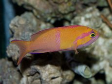 画像2: シロオビハナダイcf（Pseudanthias mica） (2)