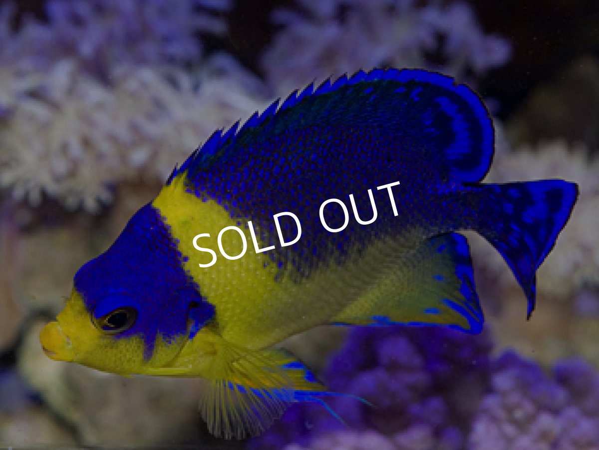 画像2: 八重山産　スミレヤッコ　No.2 (2)