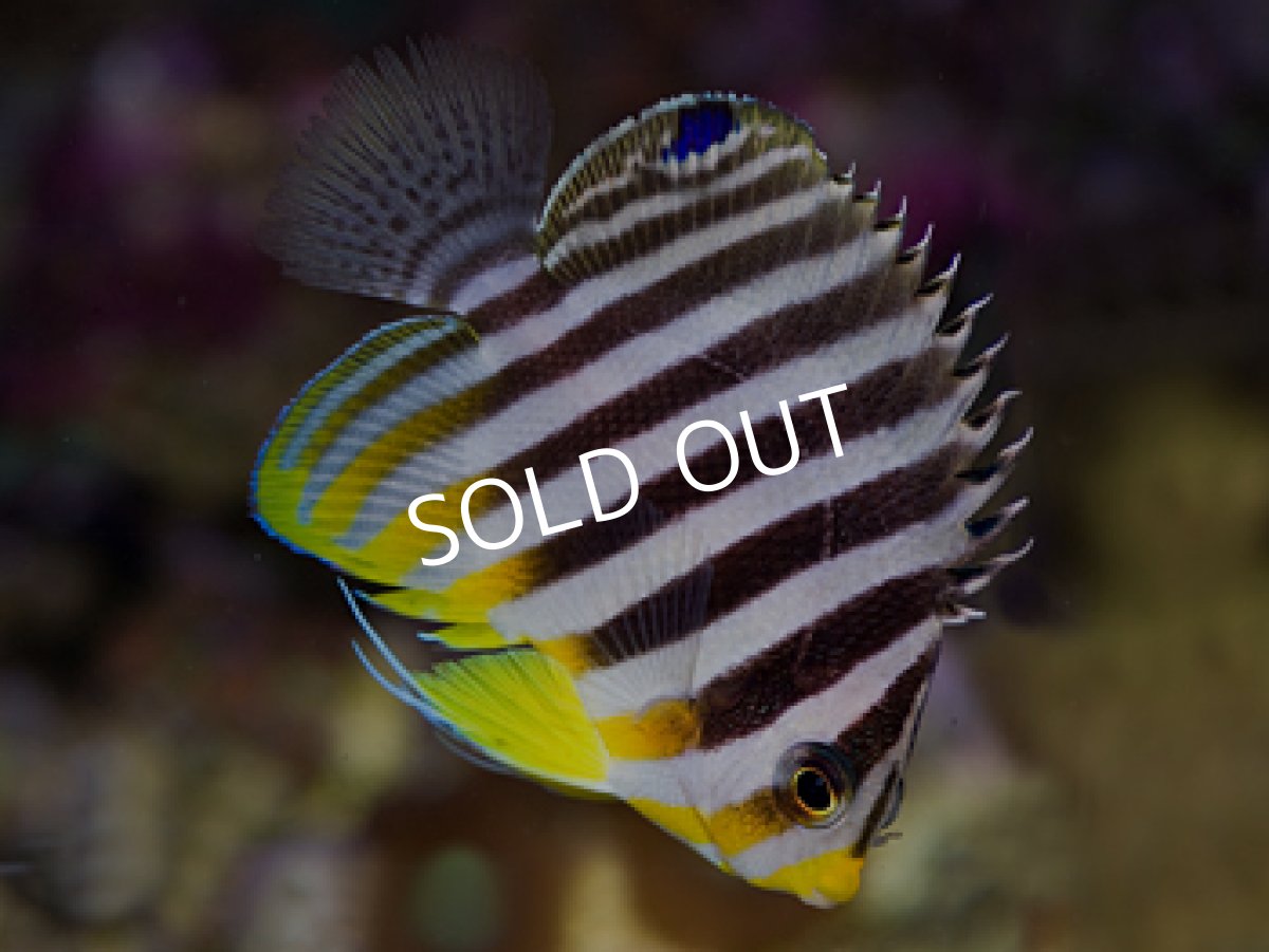 画像2: マニラ産 シマヤッコ No.2 (2)