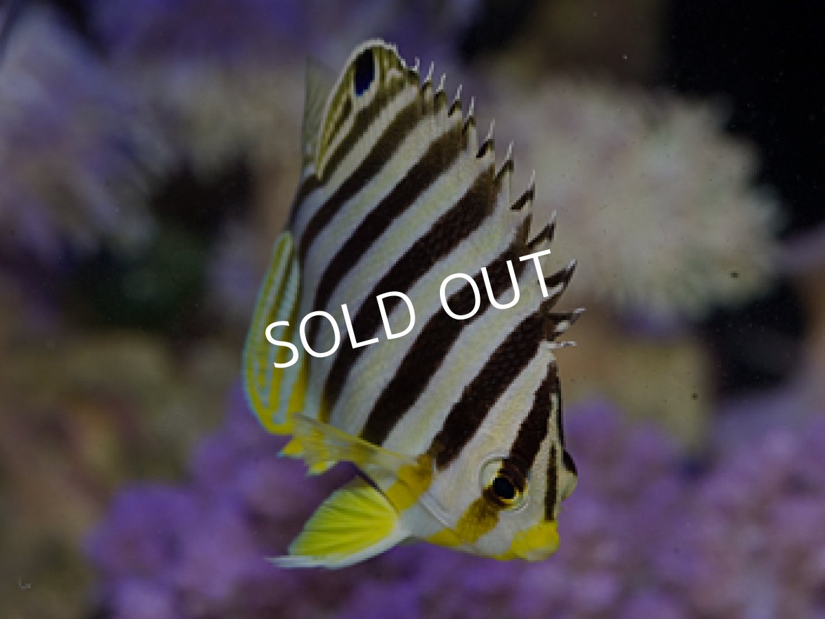 画像2: バヌアツ産 シマヤッコ (2)