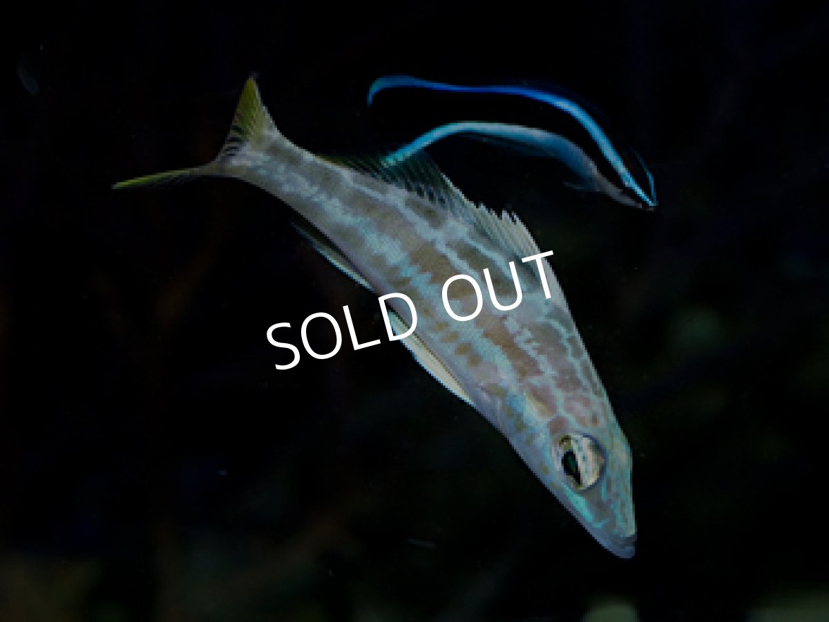 画像2: ウォールアイバスレット (2)