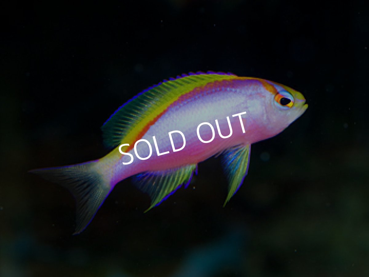 画像4: クック産　ベントラリスアンティアス　トリオ (4)