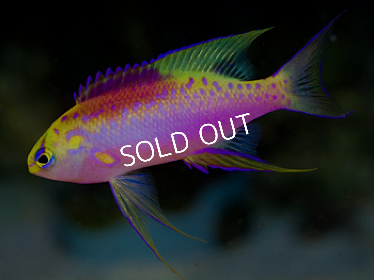 画像2: クック産　ベントラリスアンティアス　トリオ (2)