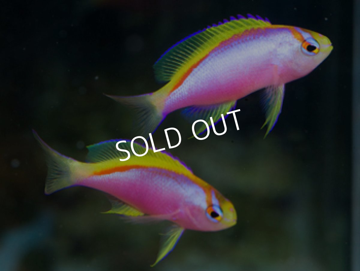 画像3: クック産　ベントラリスアンティアス　トリオ (3)