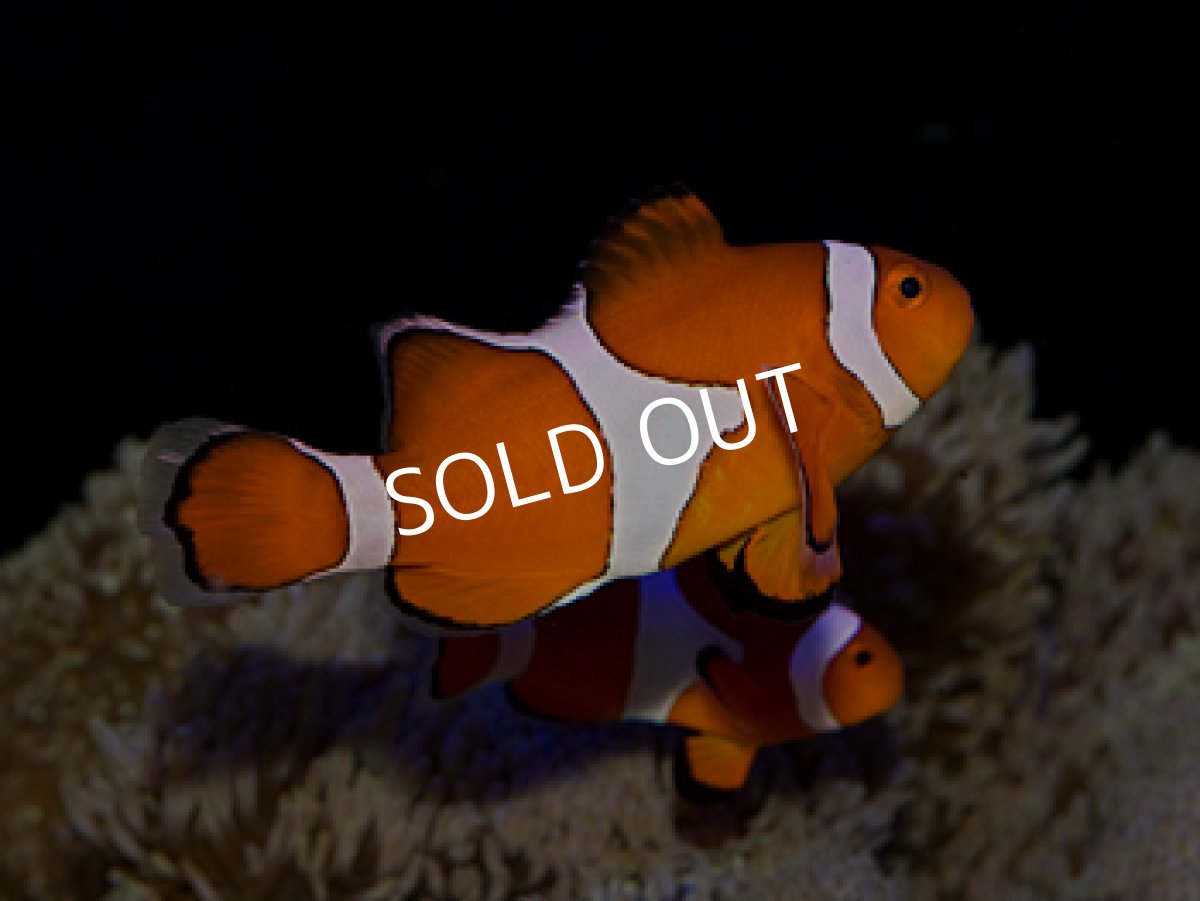 画像2: 八重山産 カクレクマノミ スーパーオレンジ ペア (2)