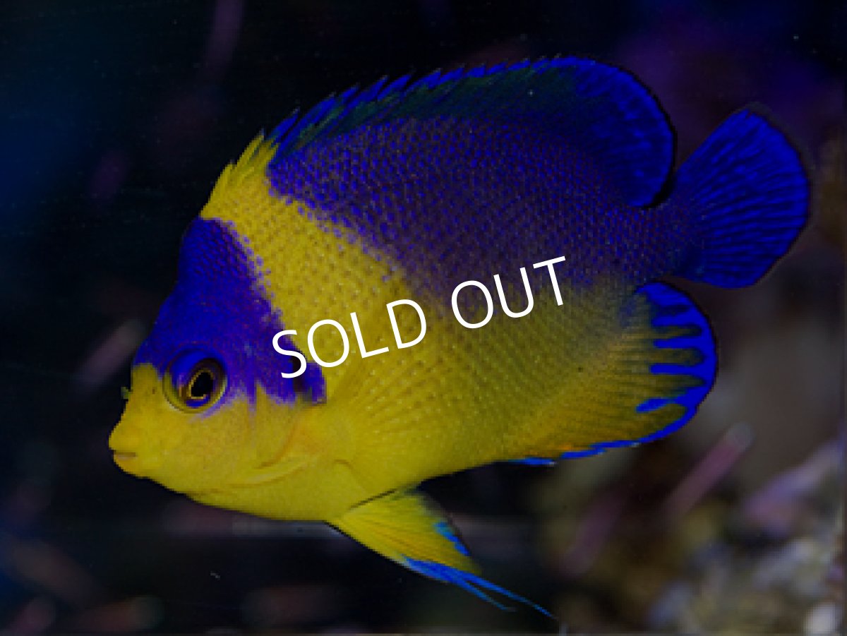 画像2: 八重山産 スミレヤッコ (2)