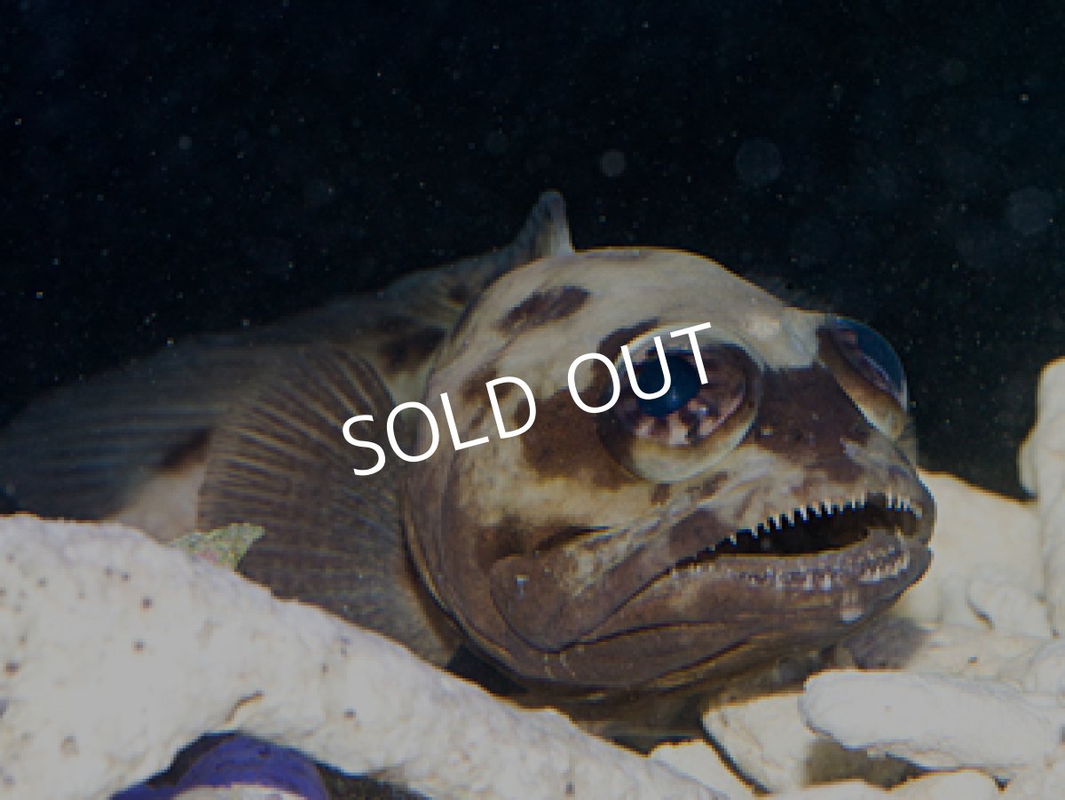 画像2: パプアンジョーフィッシュ (2)