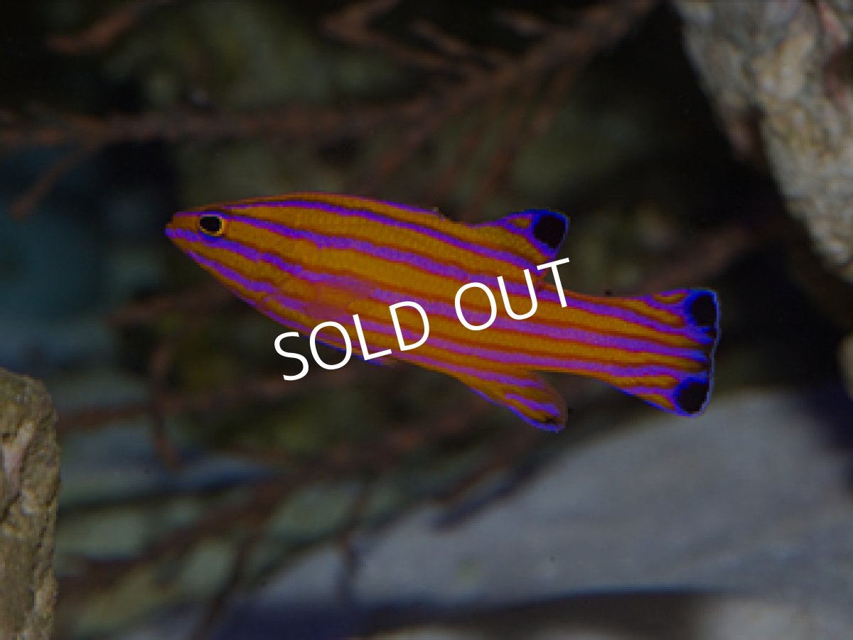 画像3: キャンディバスレット ペア (3)