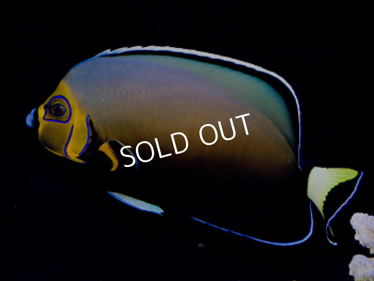 画像2: コンスピキュオスエンゼル L (2)