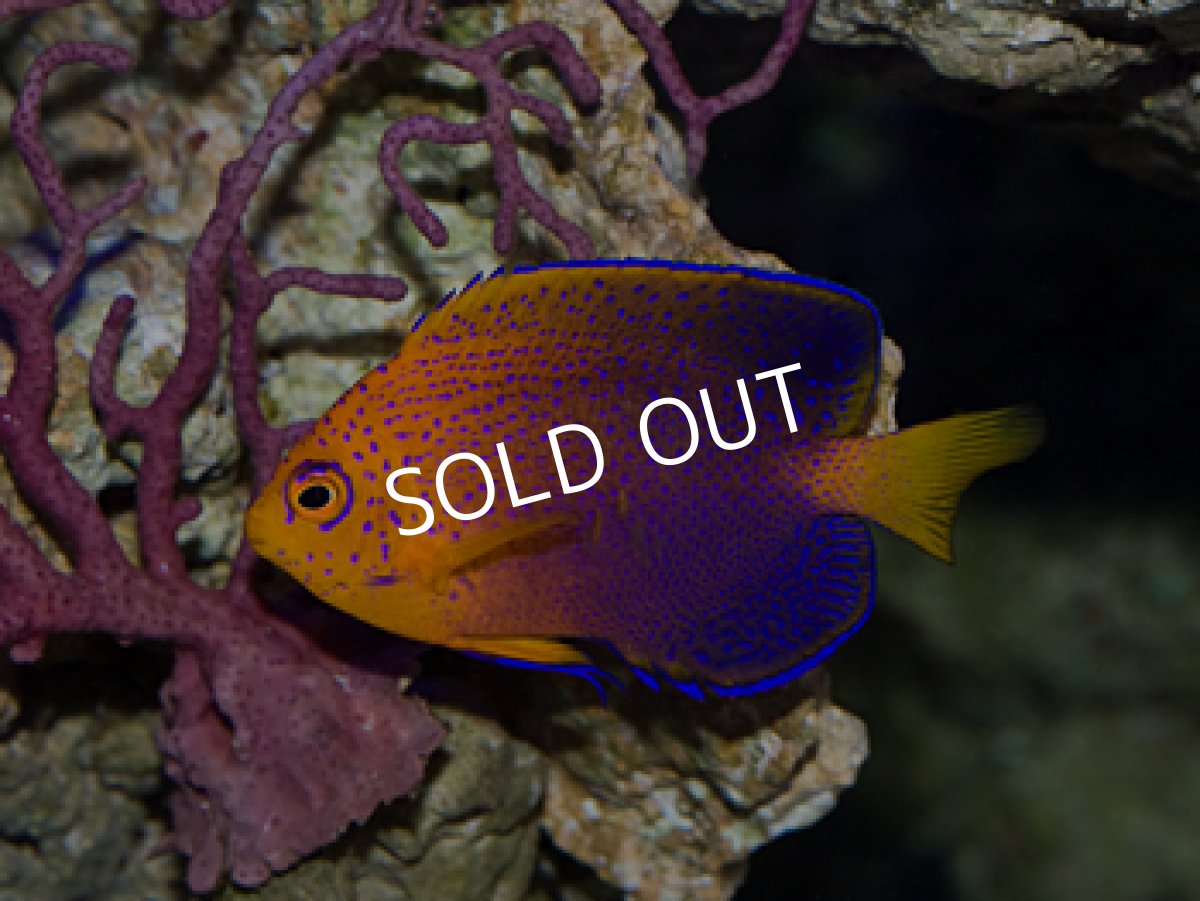 画像2: レンテンヤッコ (2)