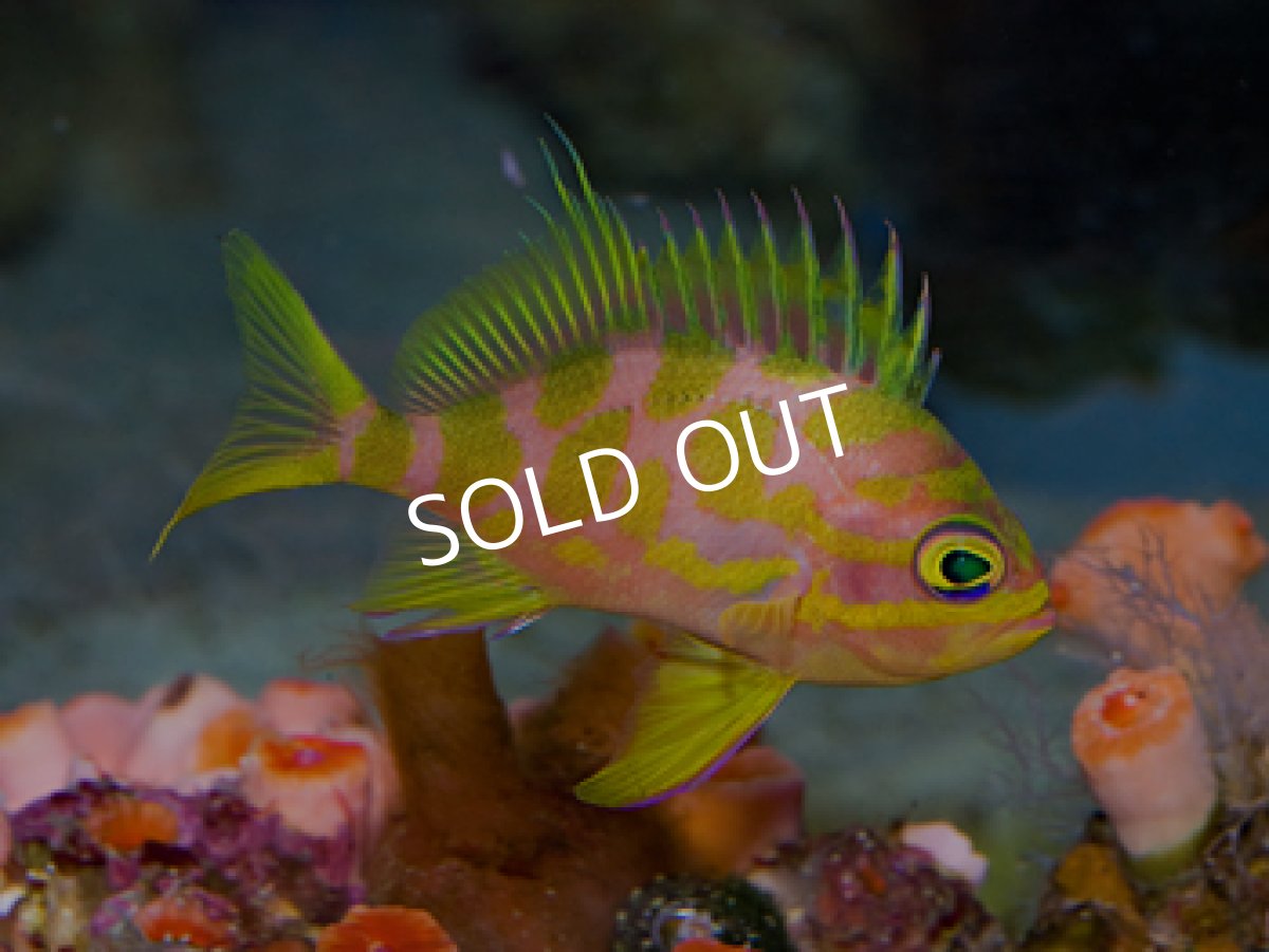 画像2: マダラハナダイ (2)