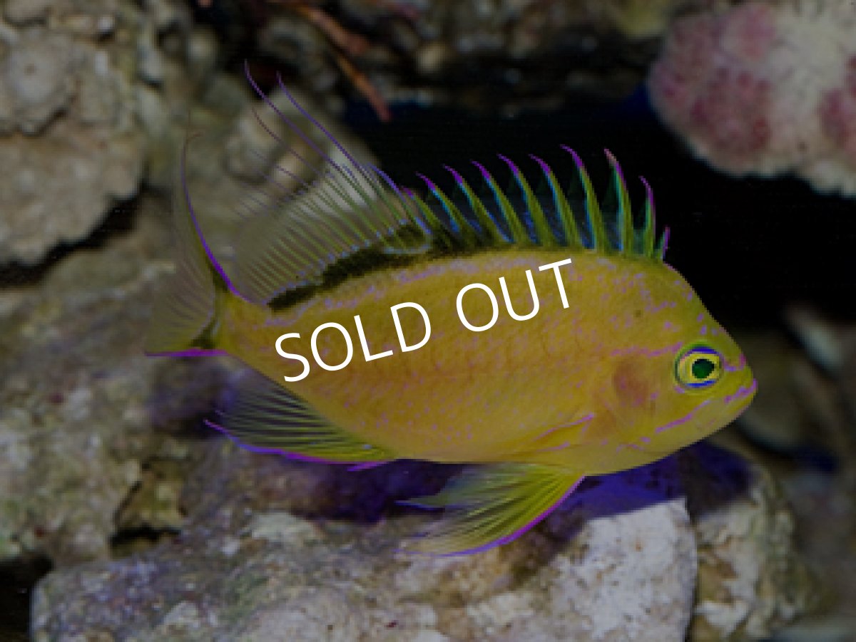 画像2: イエローアンティアス (2)