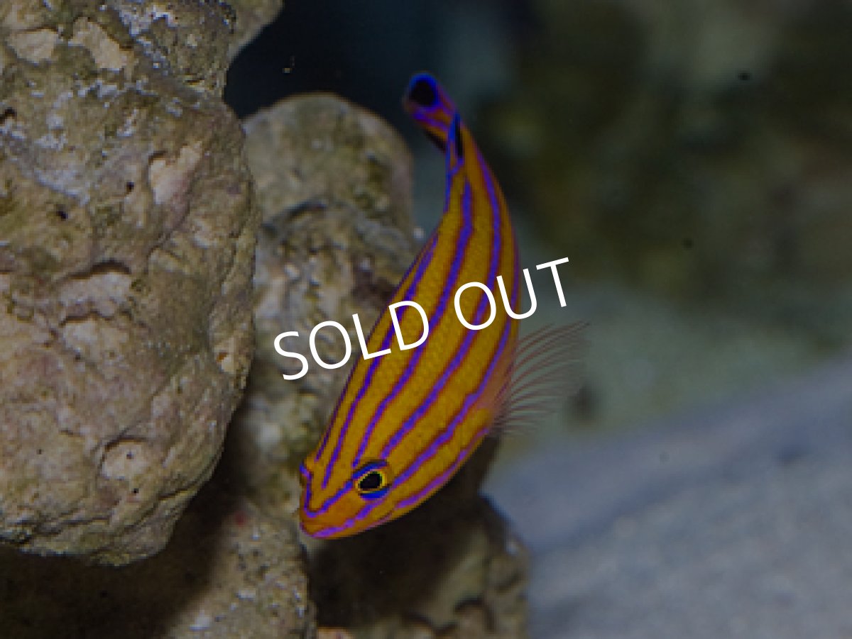 画像2: キャンディバスレット (2)