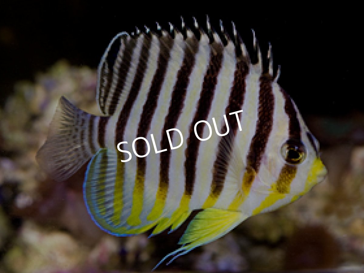 画像2: マーシャル産 シマヤッコ No.2 (2)