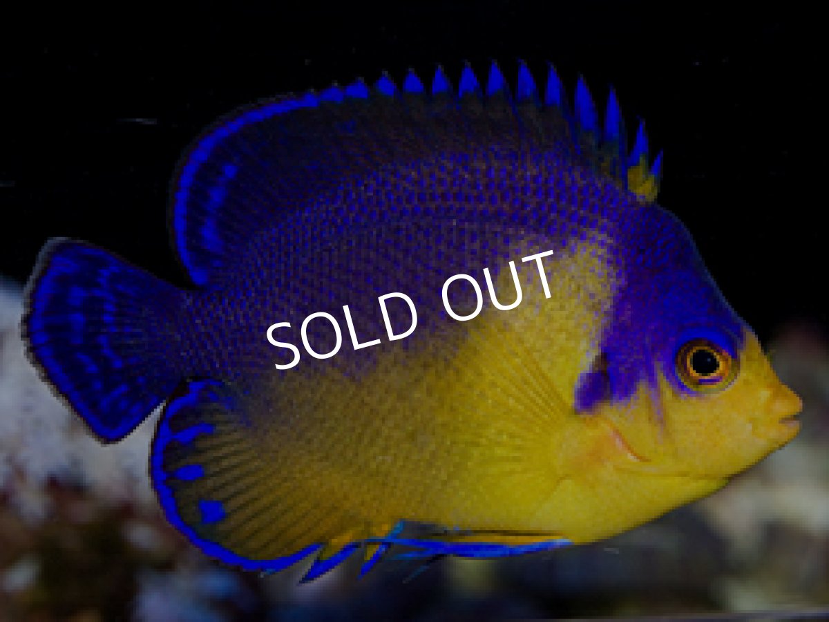 画像2: 八重山産 スミレヤッコ No.2 (2)