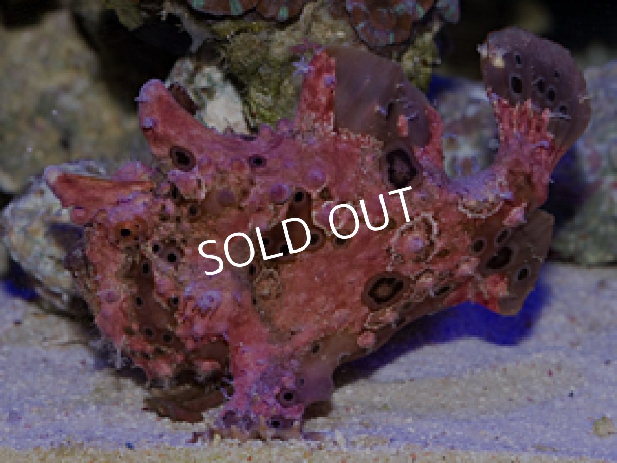 画像2: クマドリカエルアンコウ (2)