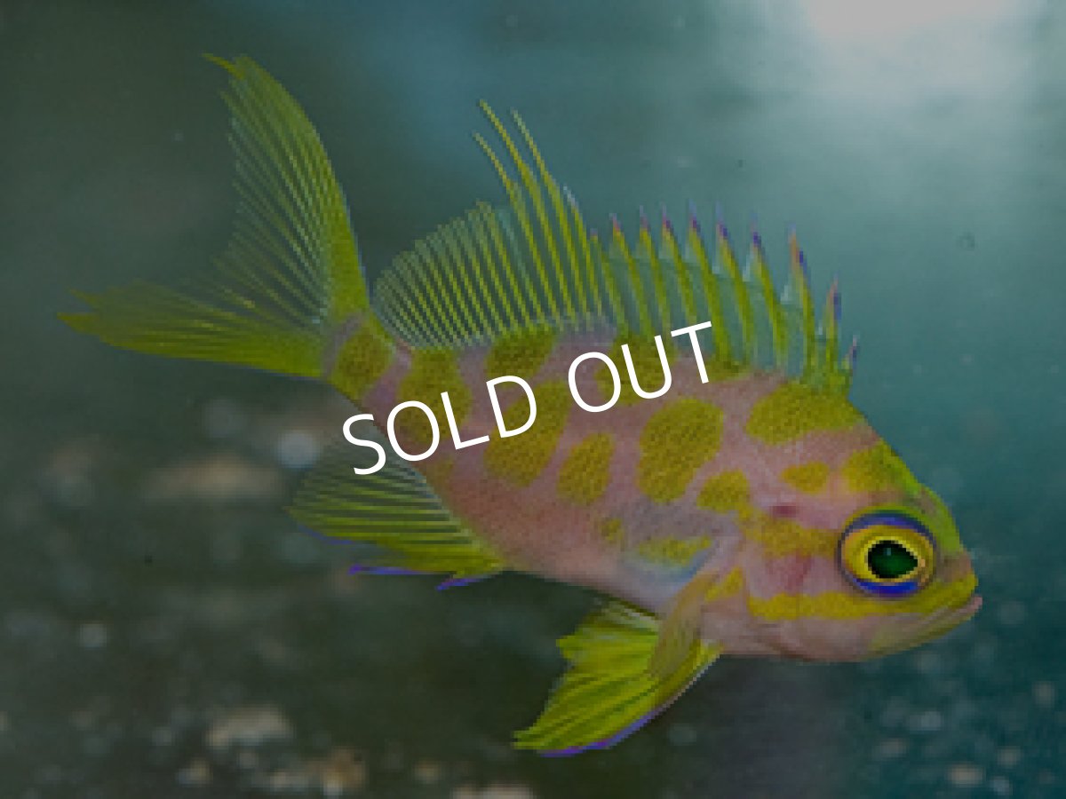 画像2: マダラハナダイ (2)