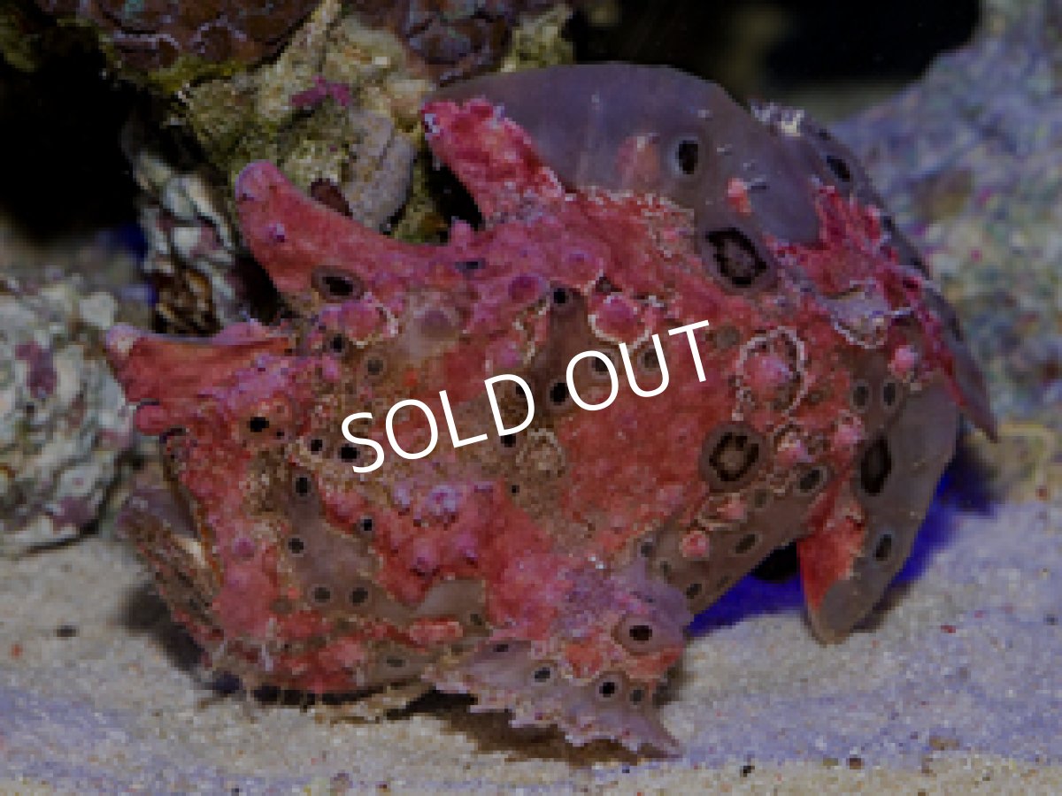 画像3: クマドリカエルアンコウ (3)