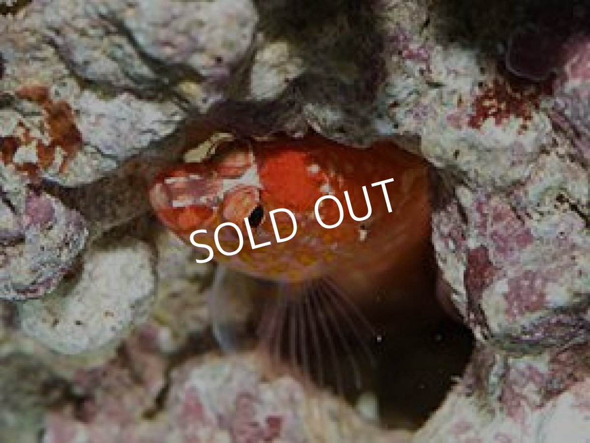 画像3: チゴハナダイ S (3)