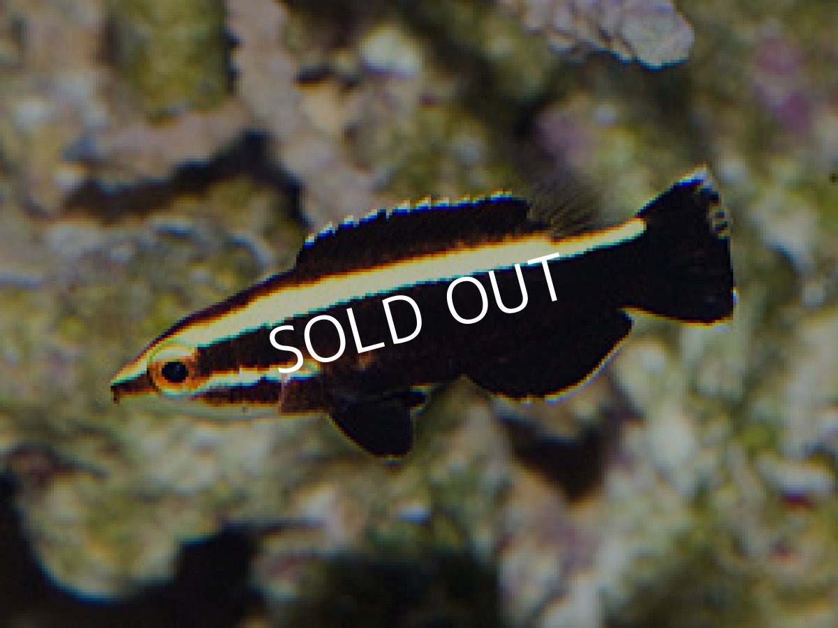 画像2: シキツネベラ ベビー (2)