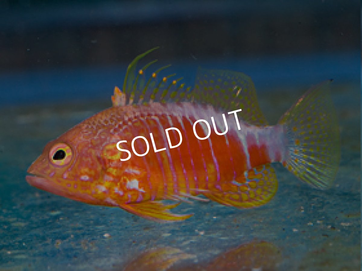 画像2: オシャレハナダイ (2)