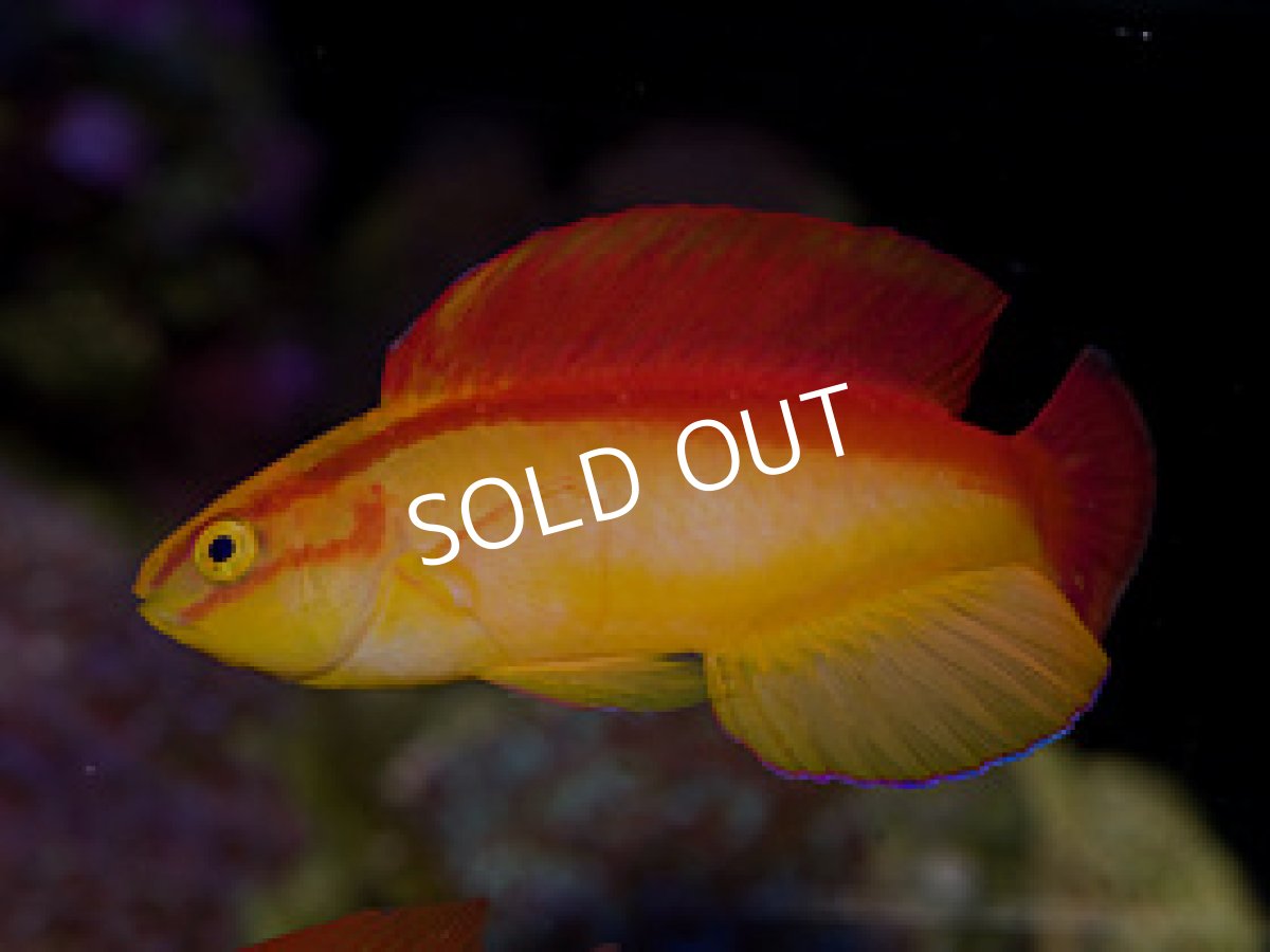 画像2: ハワイアンフレームラス　ペア (2)