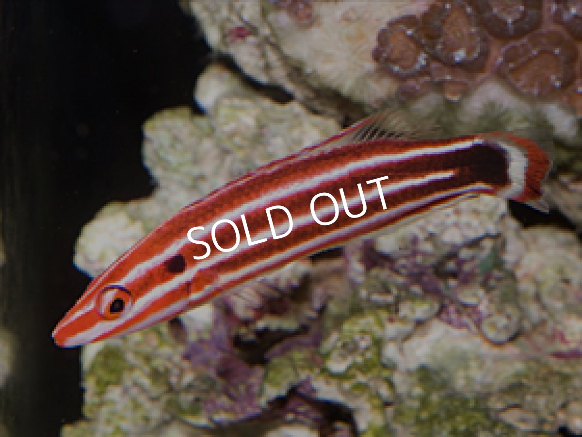 画像2: キャンディーホグフィッシュ (2)