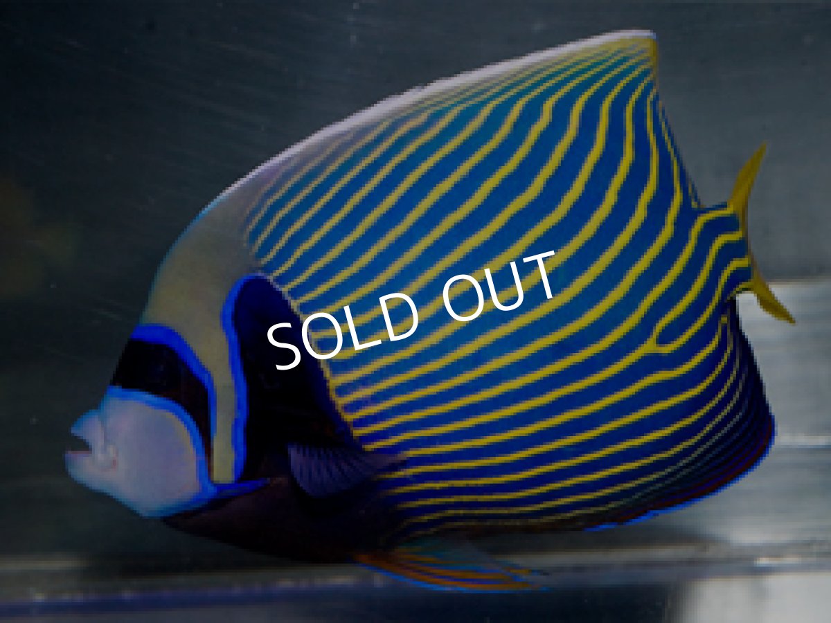 画像2: 八重山産 タテジマキンチャクダイ (2)