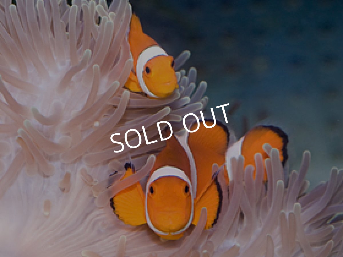 画像2: 八重山産 カクレクマノミ スーパーオレンジ ペア (2)