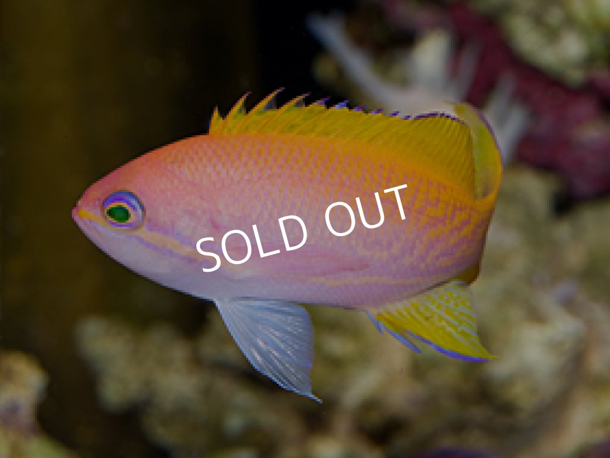 画像2: スクリブルドアンティアス ペア (2)