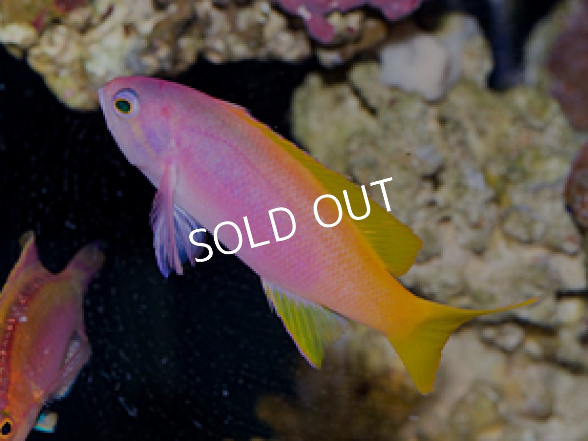 画像2: ペインテッドアンティアス ペア (2)